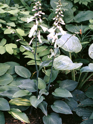 Hosta Twiggie